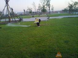 容城金湖公园吃瓜,尽享清凉时光