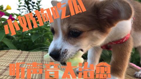 疫情小狗吃瓜