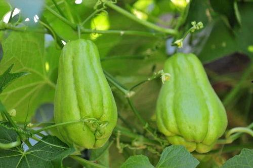 佛手瓜贵州咋吃