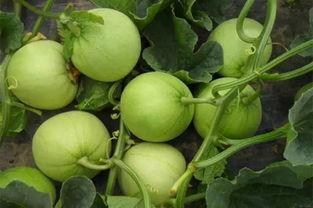 瓜地吃瓜什么意思,揭秘网络流行语的趣味与内涵