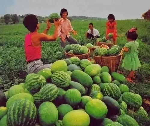 现在哪里吃瓜,揭秘各地热门“吃瓜”胜地