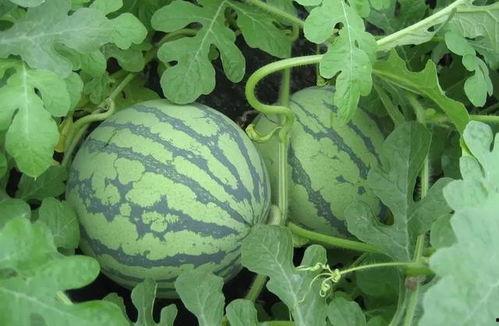 人事吃瓜,揭秘职场吃瓜背后的真相与启示