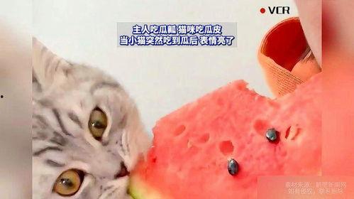 猫咪是否可以吃瓜,瓜类水果，猫咪可以吃吗？