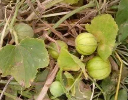 马泡瓜是毒瓜吗怎么吃,揭秘其是否为毒瓜及安全食用方法