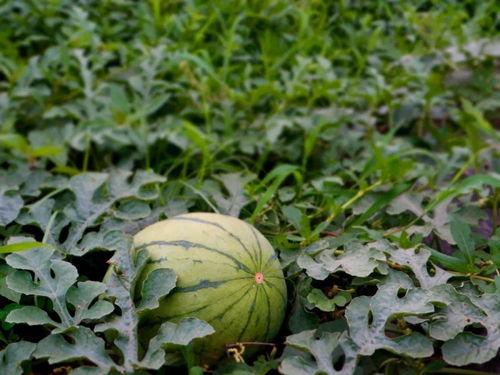 留村吃瓜,揭秘乡村生活的甜蜜与苦涩