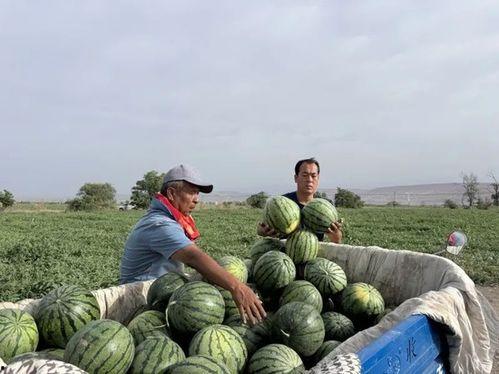 英歌吃瓜,揭秘娱乐圈的幕后故事