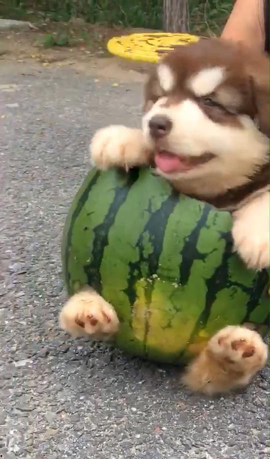 狗狗吃瓜动作,萌态百出，欢乐无限