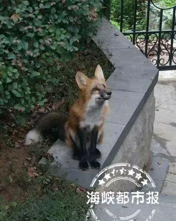 狐狸吃猫粮吃瓜路人,一场意外的奇幻之旅