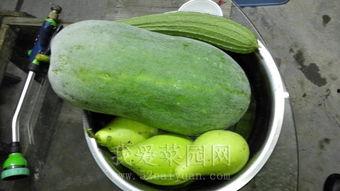 郯城喜园吃瓜,夏日吃瓜盛宴，畅享清凉时光