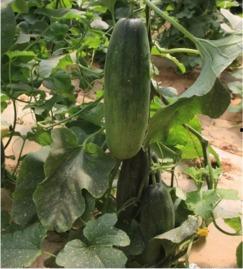 郯城喜园吃瓜,夏日吃瓜盛宴,畅享清凉时光 第2张 郯城喜园吃瓜,夏日吃瓜盛宴,畅享清凉时光 第2张