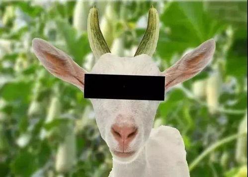 吃羊角瓜发胖吗,吃羊角瓜真的会发胖吗? 第3张 吃羊角瓜发胖吗,吃羊角瓜真的会发胖吗? 第3张