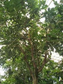 吊瓜树吊的瓜可以吃吗,天然美味，可食用之谜揭晓  第3张