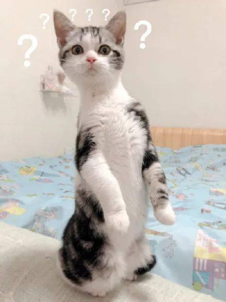 吃瓜网友猫猫  第2张