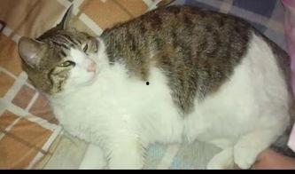 吃瓜网友猫猫  第3张