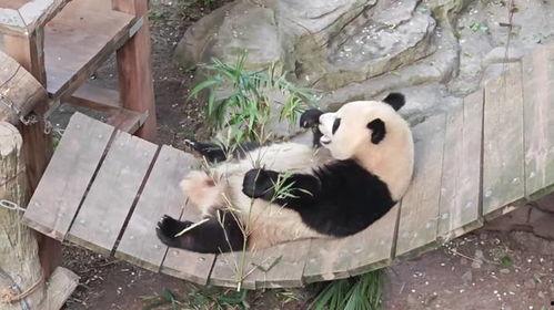 三妹熊猫吃瓜,三妹熊猫的夏日吃瓜盛宴  第2张