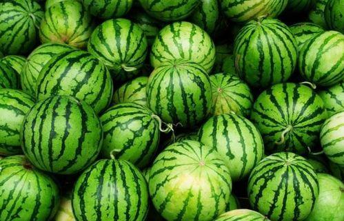 四瓜吃啥都行  第2张