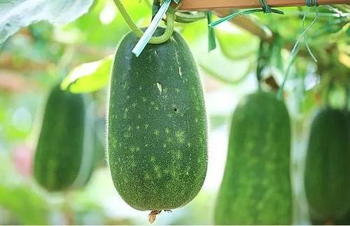 四瓜吃啥都行  第3张