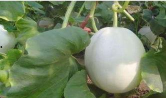 咽炎吃白兰瓜,白兰瓜助力缓解不适