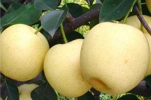 咽炎吃白兰瓜,白兰瓜助力缓解不适  第3张