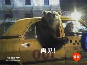 直播吃熊瓜,网红挑战吃熊瓜，网友热议生态保护与美食诱惑