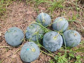 农家人吃瓜视频,共享丰收喜悦  第1张