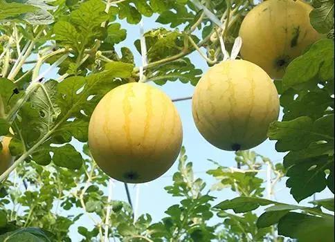 农家人吃瓜视频,共享丰收喜悦  第2张