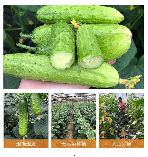 农家人吃瓜视频,共享丰收喜悦  第3张