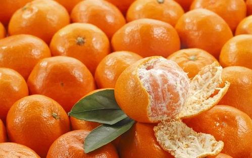 胖橘吃瓜图片,萌态十足，揭秘瓜果界的“萌宠”瞬间