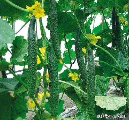 吃瓜绿色树林,揭秘神秘森林中的绿色奇迹  第2张