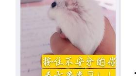 鼠吃瓜图片,萌鼠大快朵颐瓜果时光