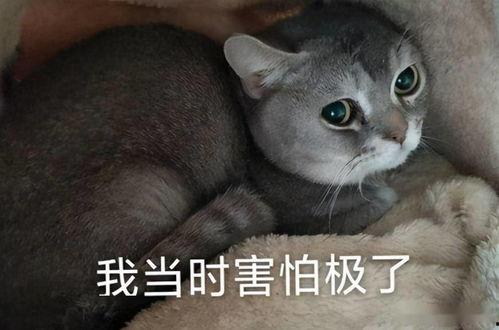 醉猫吃瓜,揭秘娱乐圈的幕后故事
