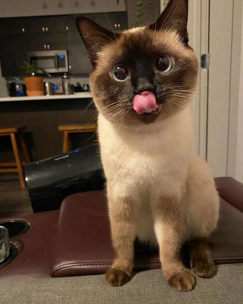 醉猫吃瓜,揭秘娱乐圈的幕后故事