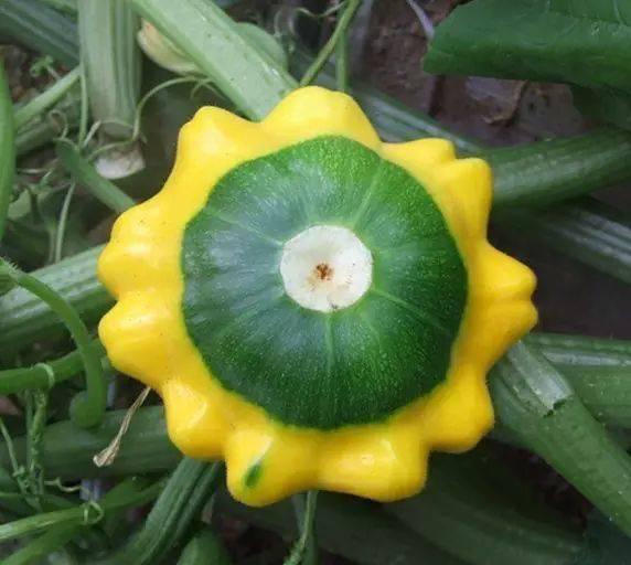 吃瓜又赏花,吃瓜赏花两不误