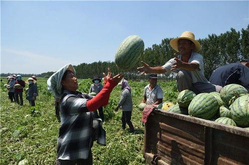 安新淀头吃瓜,感受清凉夏日时光 第2张 安新淀头吃瓜,感受清凉夏日时光 第2张