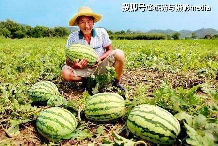 安新淀头吃瓜,感受清凉夏日时光 第3张 安新淀头吃瓜,感受清凉夏日时光 第3张