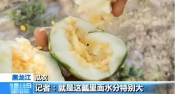 临沂李姓吃瓜,一场别开生面的夏日盛宴